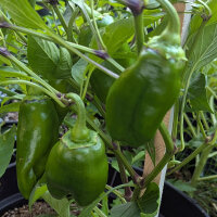 Paprika Sweet Chocolate (Capsicum annuum) Samen