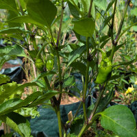 Paprika Sweet Chocolate (Capsicum annuum) Samen