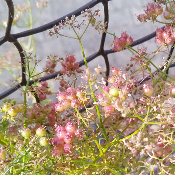 Körner-Koriander Jantar (Coriandrum sativum) Samen