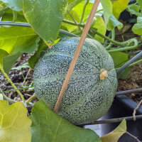 Netzmelone Petit gris de Rennes (Cucumis melo) Bio-Saatgut
