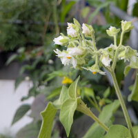 Zwerg-Tamarillo / Zwerg-Baumtomate (Solanum abutiloides)...