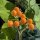 Zwerg-Tamarillo / Zwerg-Baumtomate (Solanum abutiloides) Samen