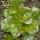 Winterkopfsalat Baquieu (Lactuca sativa) Bio-Saatgut