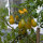 Tomate Dattelwein (Solanum lycopersicum) Samen