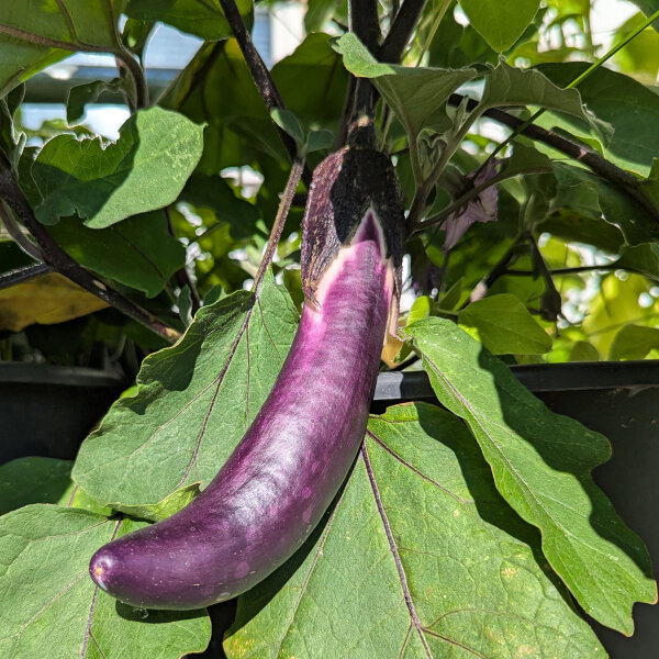 Aubergine Tarim Bio-Saatgut - frh & mild