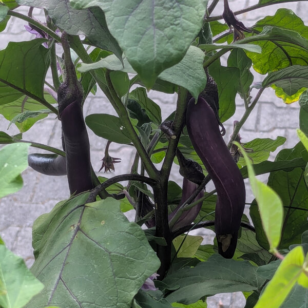 Aubergine Tarim Bio-Saatgut - frh & mild