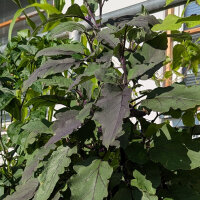 Aubergine Tarim (Solanum melongena) Bio-Saatgut