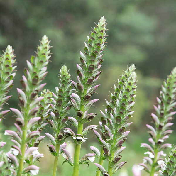 Weiche Bärentatze (Acanthus mollis) Samen