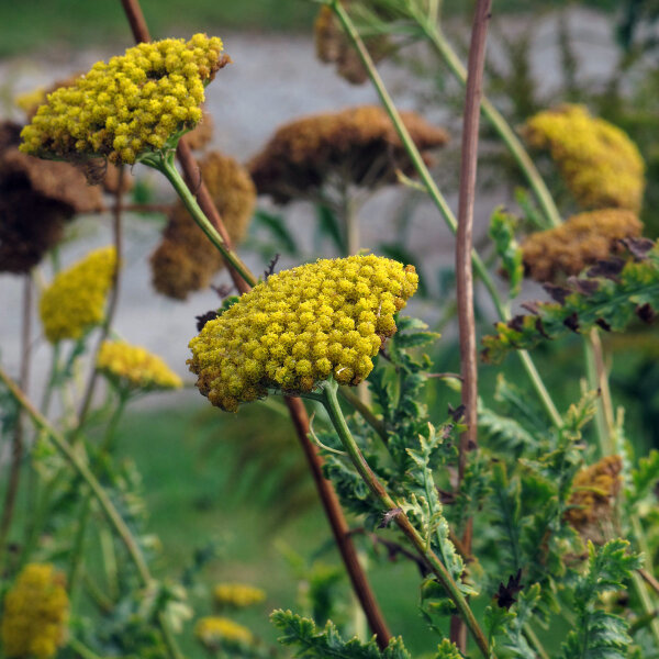 Hohe Gold-Garbe Cloth of Gold (Achillea filipendulina) Samen
