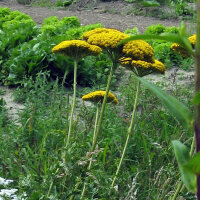 Hohe Gold-Garbe Cloth of Gold (Achillea filipendulina) Samen