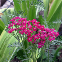 Rote Schafgarbe Kirschkönigin (Achillea millefolium)...