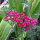 Rote Scharfgarbe Kirschkönigin (Achillea millefolium) Samen