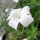 Weiße Kornrade Ocean Pearls (Agrostemma githago) Samen