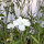 Weiße Kornrade Ocean Pearls (Agrostemma githago) Samen