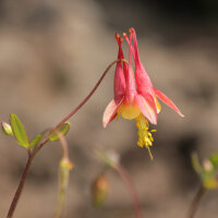 Kanadische Akelei (Aquilegia canadensis) Samen