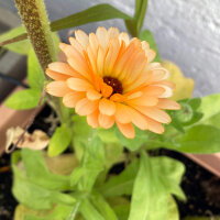 Lachsrosa Ringelblume Pink Surprise (Calendula officinalis) Samen