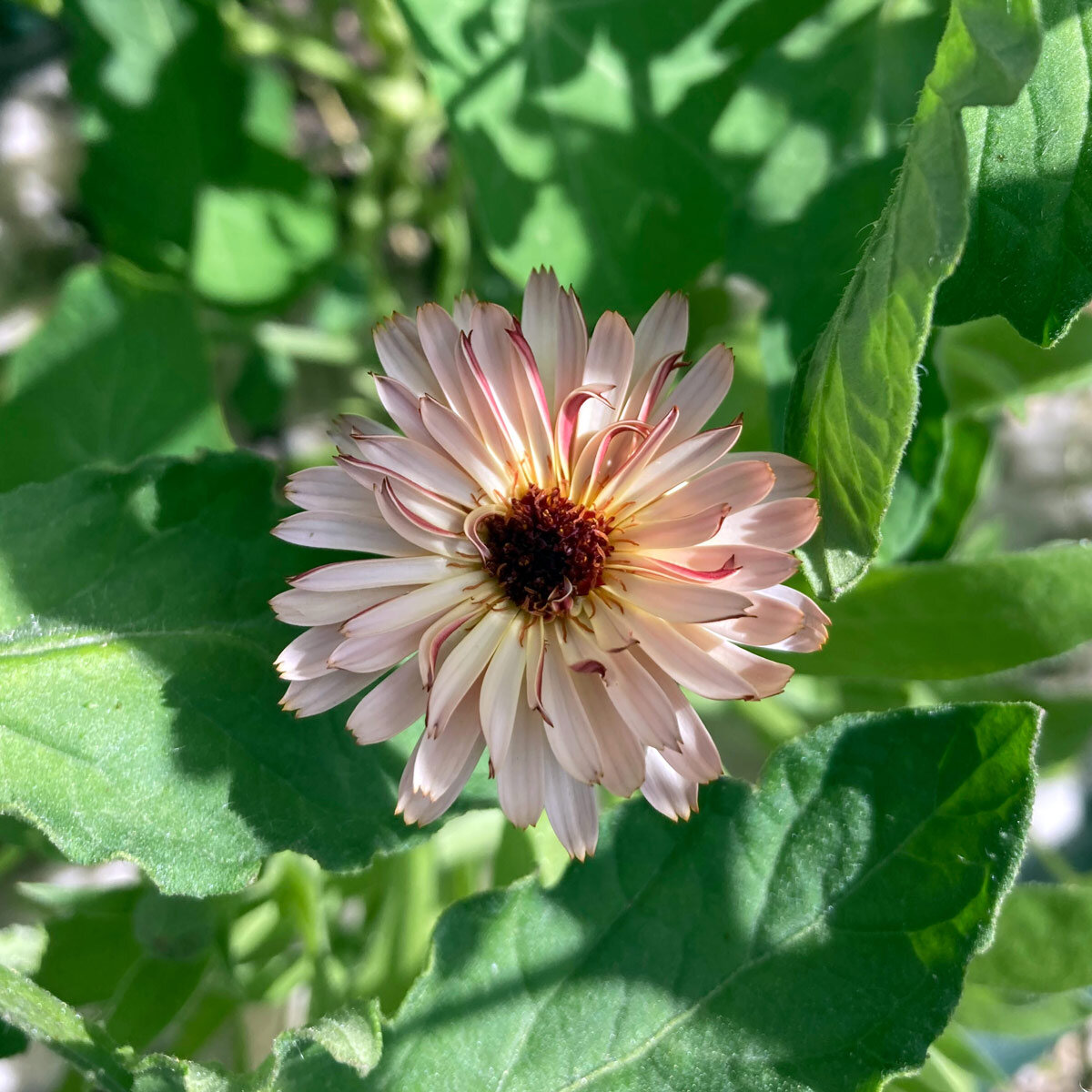 Ringelblume Touch of Red Buff Samen - apricotfarbene Blten