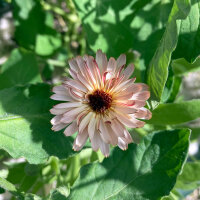Apricofarbene Ringelblume Touch of Red Buff (Calendula...