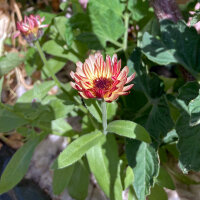 Apricofarbene Ringelblume Touch of Red Buff (Calendula...