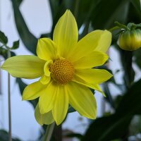 Hoher Dahlien-Mix Decorative Giants (Dahlia variabilis)...