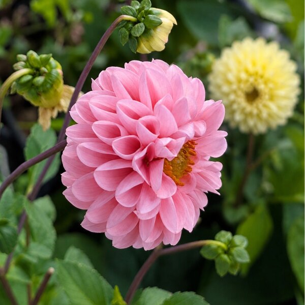 Pompom-Dahlien-Mix (Dahlia variabilis) Samen