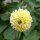 Pompom-Dahlien-Mix (Dahlia variabilis) Samen
