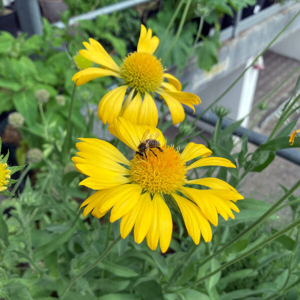 Gelbe Kokardenblume Aurea Pura (Gaillardia aristata) Samen