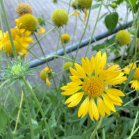 Gelbe Kokardenblume Aurea Pura (Gaillardia aristata) Samen