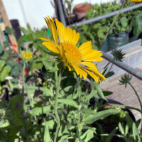 Gelbe Kokardenblume Aurea Pura (Gaillardia aristata) Samen