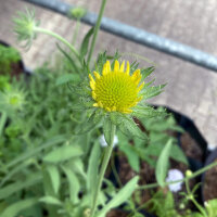 Gelbe Kokardenblume Aurea Pura (Gaillardia aristata) Samen