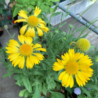 Gelbe Kokardenblume Aurea Pura (Gaillardia aristata) Samen