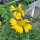 Gelbe Kokardenblume Aurea Pura (Gaillardia aristata) Samen