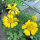 Gelbe Kokardenblume Aurea Pura (Gaillardia aristata) Samen