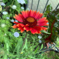 Orange Kokardenblume Tokajer (Gaillardia aristata) Samen