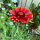 Orange Kokardenblume Tokajer (Gaillardia aristata) Samen