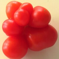 Reisetomate (Solanum lycopersicum)
