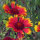 Zweifarbige Kokardenblume Bremen (Gaillardia aristata) Samen