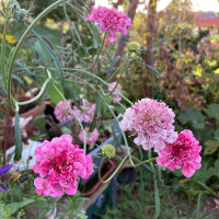 Rosa Samt-Skabiose Double Salmon Rose (Scabiosa...