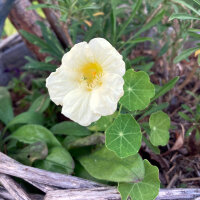 Cremeweisse Kapuzinerkresse Milkmaid (Tropaeolum majus)...