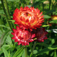 Hohe Strohblume Coppery Red (Xerochrysum bracteatum) Samen