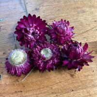 Hohe Strohblume Crimson Violet (Xerochrysum bracteatum)...