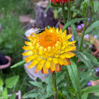 Hohe Strohblume Lemon Yellow (Xerochrysum bracteatum) Samen