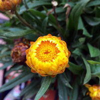 Hohe Strohblume Lemon Yellow (Xerochrysum bracteatum) Samen