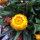 Hohe Strohblume Lemon Yellow (Xerochrysum bracteatum) Samen