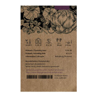 Violetter Spargel Argenteuil (Asparagus officinalis) Bio-Saatgut