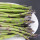 Violetter Spargel Argenteuil (Asparagus officinalis) Bio-Saatgut