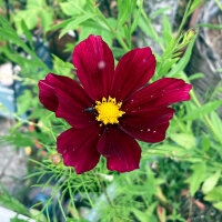 Karmesinrotes Schmuckkörbchen Sensation Dazzler (Cosmos bipinnatus) Samen