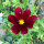 Karmesinrotes Schmuckkörbchen Sensation Dazzler (Cosmos bipinnatus) Samen