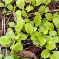 Kopfsalat Maikönig (Lactuca sativa) Bio Saatgut