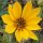 Maximilian-Sonnenblume (Helianthus maximiliani) Samen